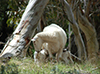 Aimee and her new (hours old) lambs.
