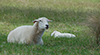 Contented ewe Kate with new lamb.