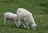 Ewe and lamb spring shedding commences.