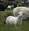 Ewe lamb Poa at 8 weeks.
