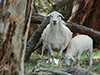 Prudence with 10 week old ram lamb.