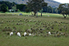 Ewe and lamb in spring pasture