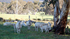 Ewes in dam paddock.