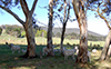 Ewes in dam paddock.
