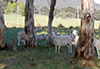 Ewes in dam paddock.