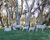 Ewes in dam paddock.