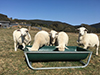 Feeding our growing ram lambs.