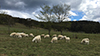 Grazing.