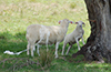 Lamb and shedding ewe.