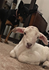 Rabbit babysitting Poa.