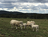 Two mothers and their lambs.