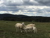 Two mothers and their lambs again.